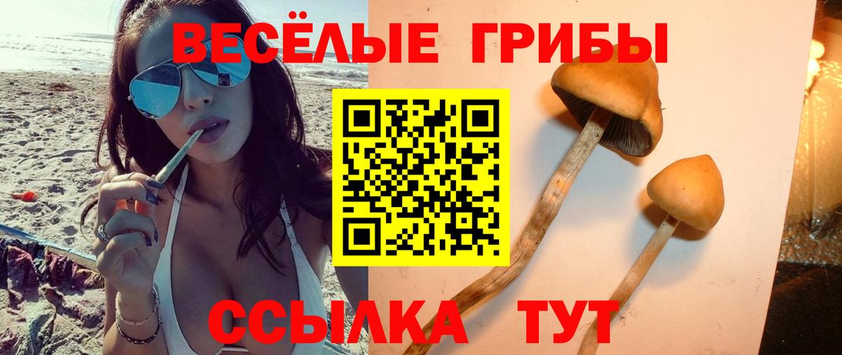 Новокубанск  Галлюциногенные грибы Psilocybe  Вход с VPN  Псилоцибиновые грибы Psilocybe 